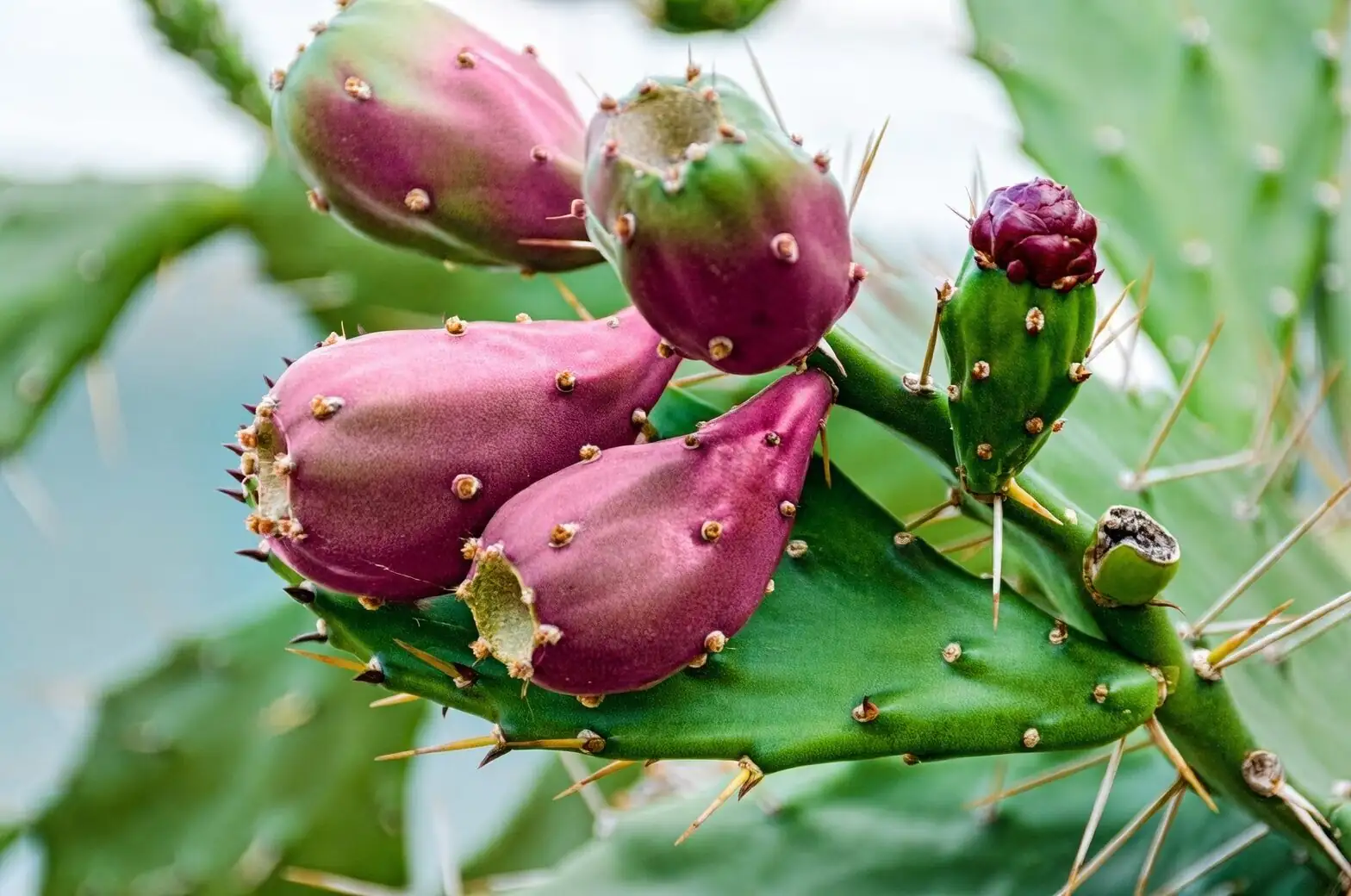 opuntia dillenii sunny windowsill terracotta