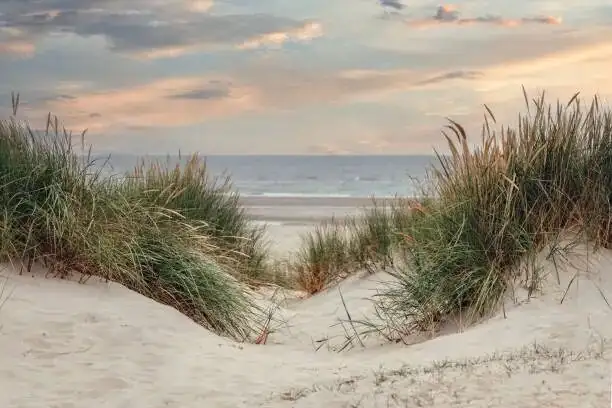 From Dunes to Doorsteps: How Opuntia dillenii Conquered Coasts and Gardens
