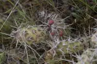 Opuntia dillenii invasive thicket dunes
