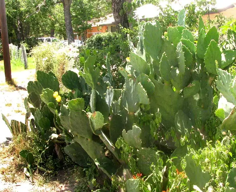 Opuntia dillenii container patio garden