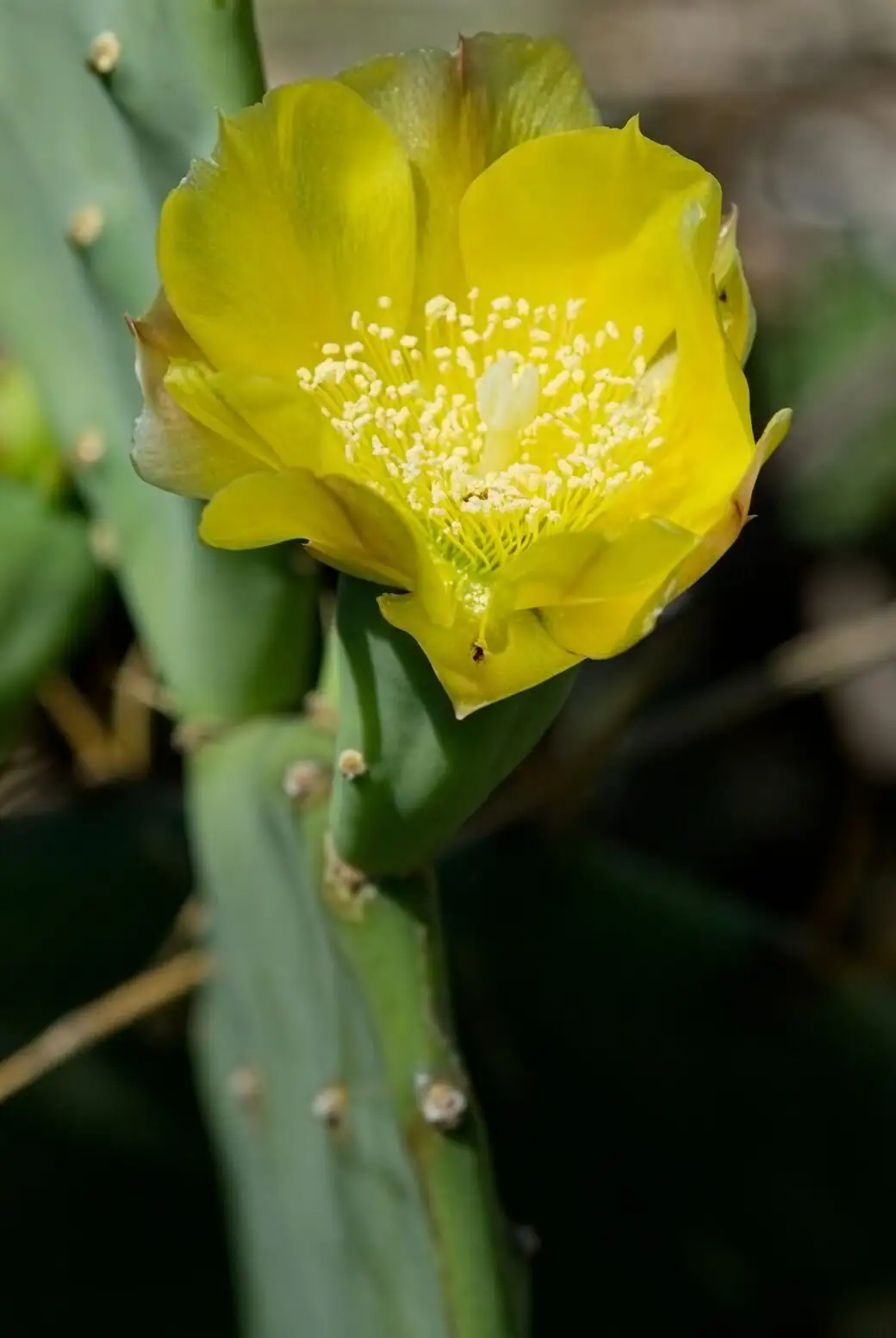 One-Day Blooms, Solar-Powered Stems: 10 Quirks Only Opuntia dillenii Fans Know
