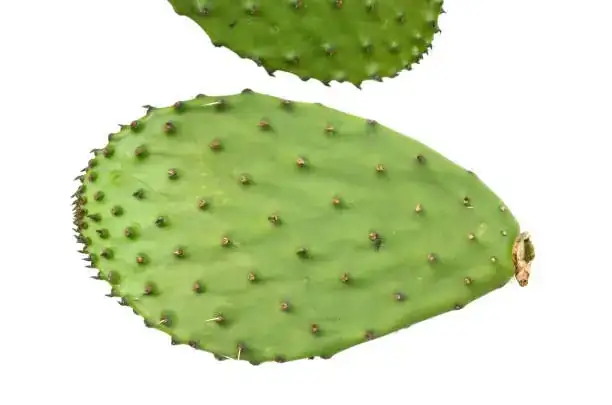 opuntia dillenii glochids tweezers macro