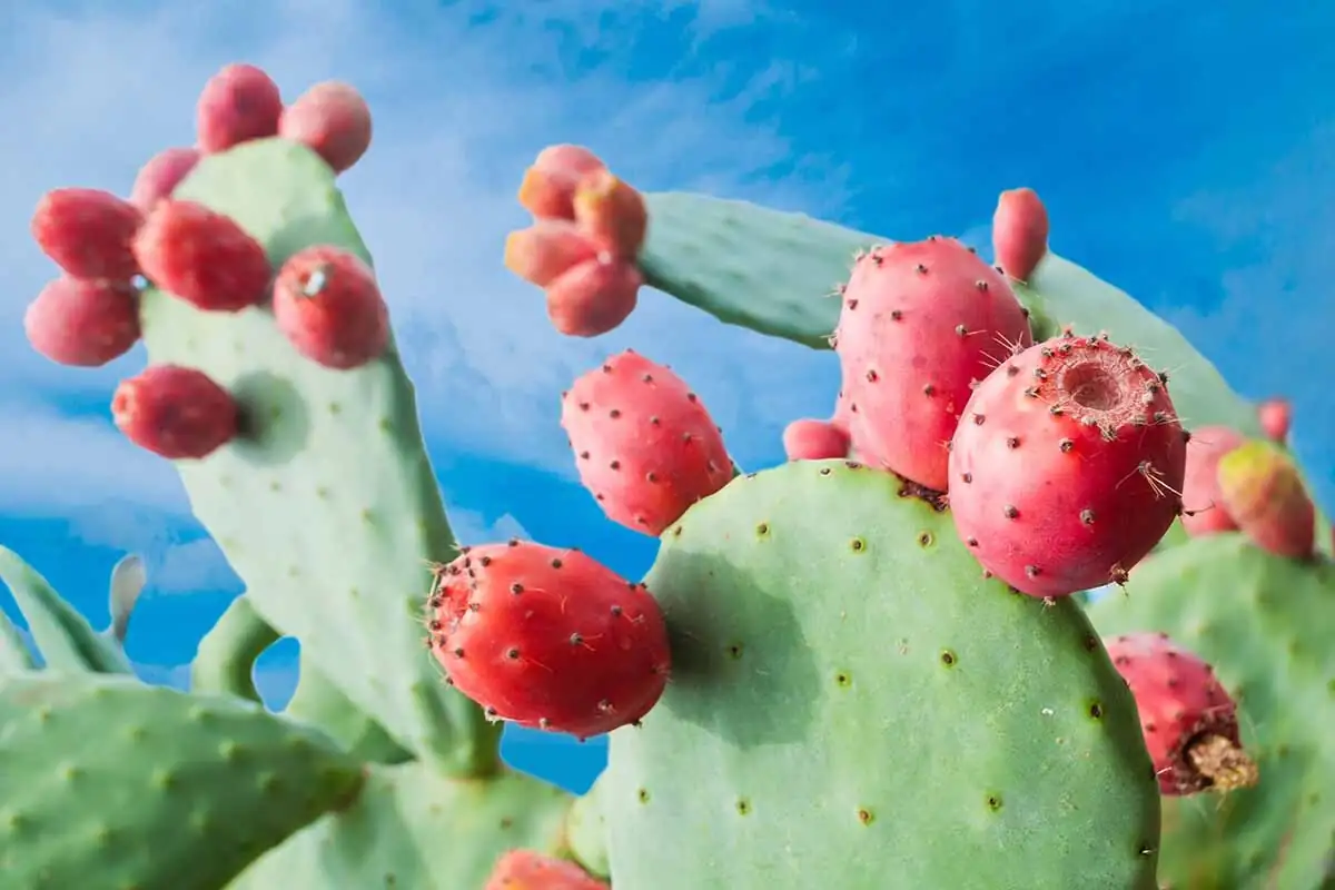 opuntia dillenii purple fruit close-up