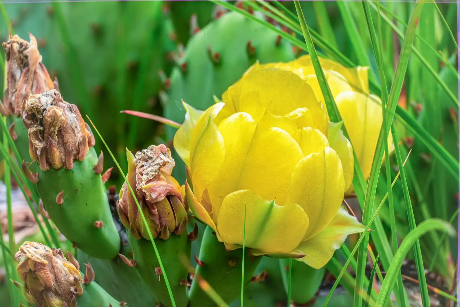 Thorns of Protection, Hearts of Resilience: The Flower Language of Opuntia dillenii