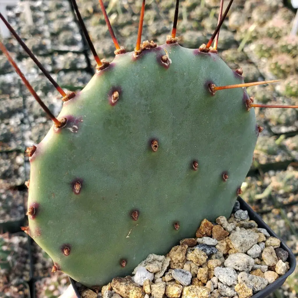 opuntia dillenii spines macro detail