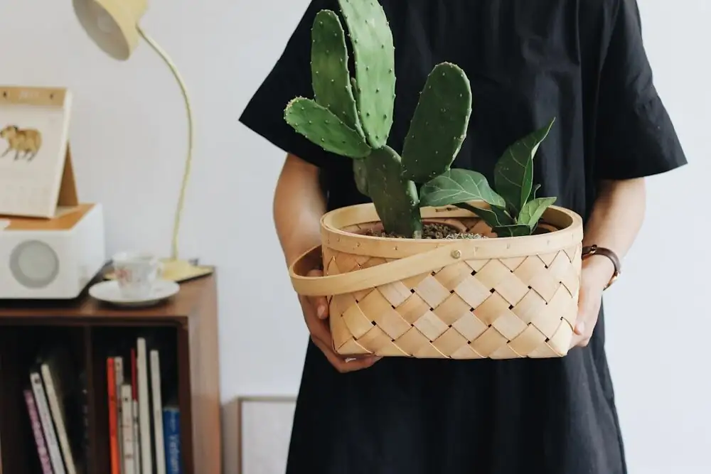 opuntia dillenii potted gift tag