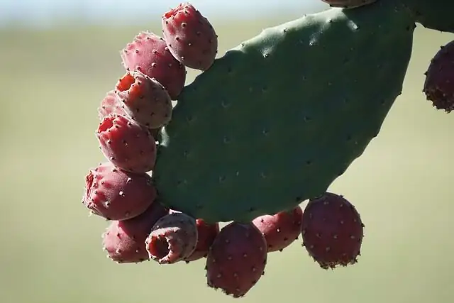 opuntia dillenii pad cutting tongs