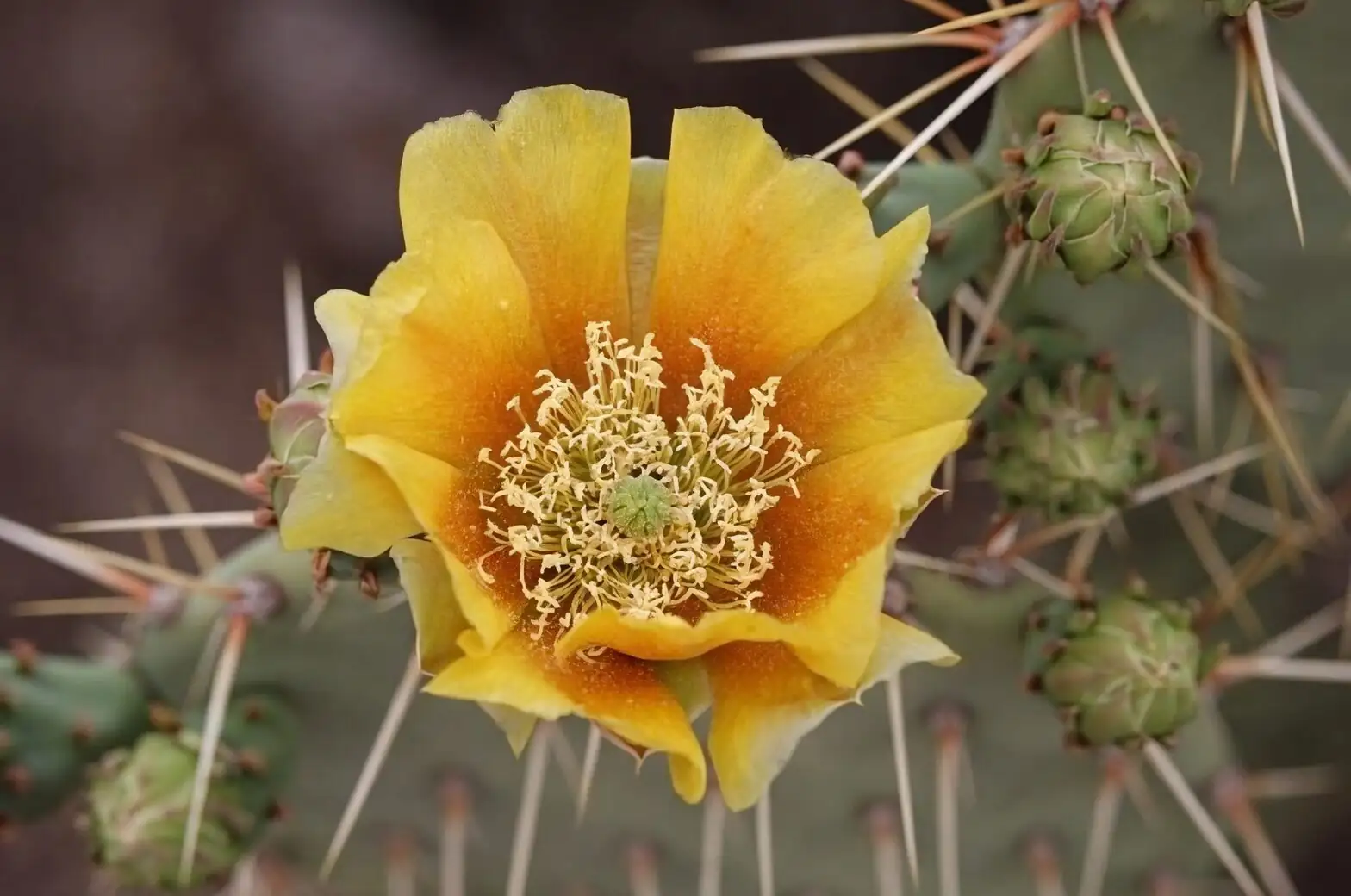 opuntia dillenii shallow planting mix
