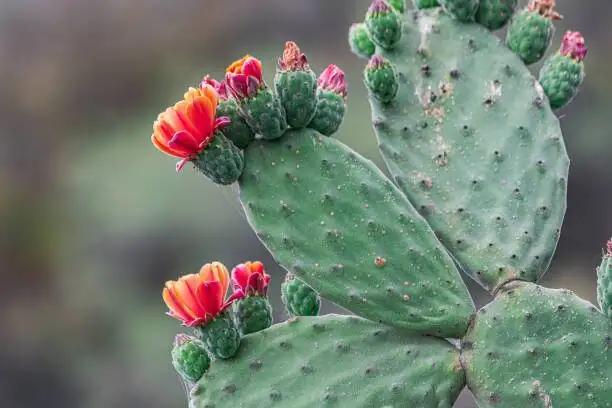 From Spines to Supper: Safely Harvesting and Cooking Opuntia dillenii Pads and Fruits