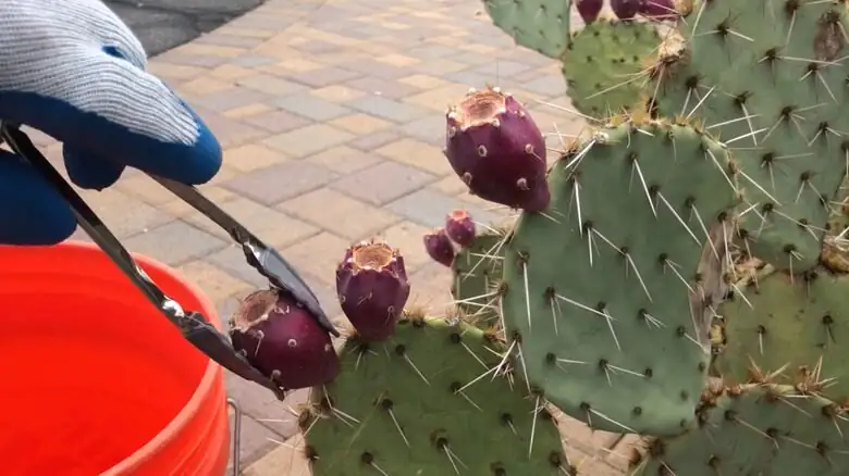 opuntia dillenii harvest with tongs