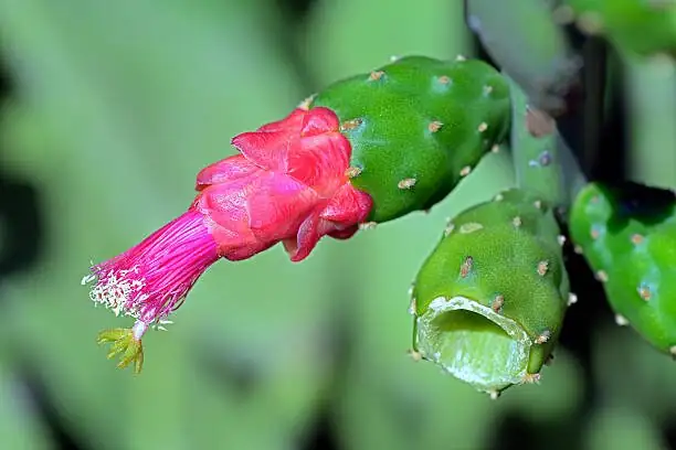 opuntia dillenii fruit over flame