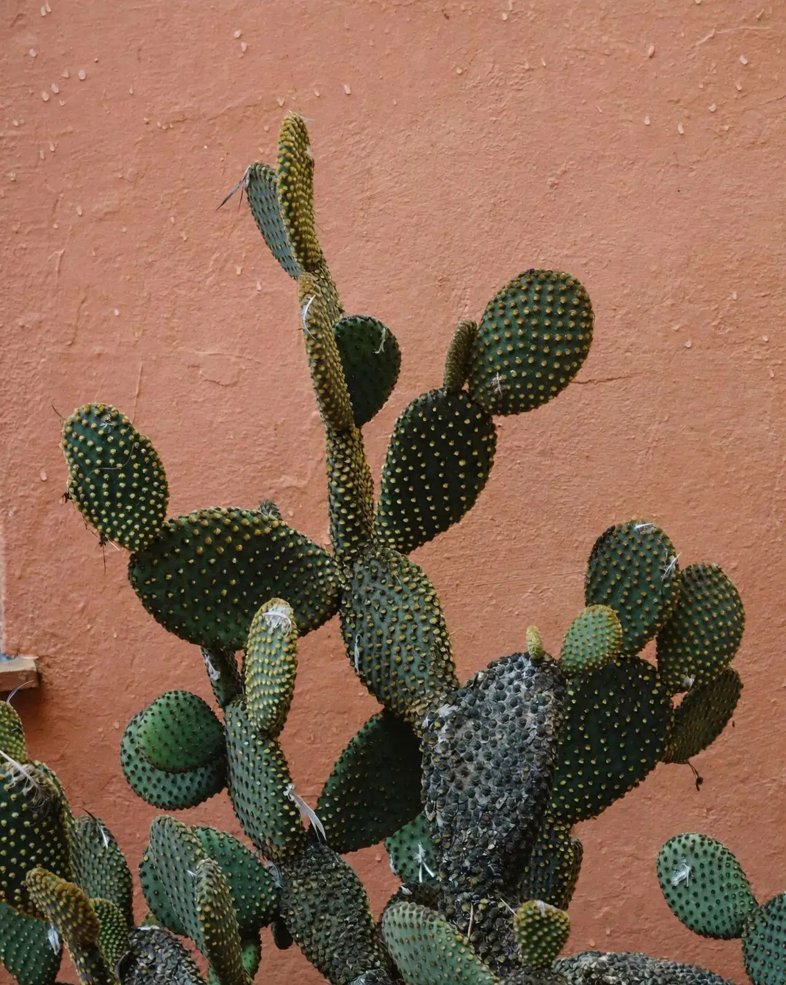 Sculptural Spines: Styling Opuntia dillenii for Sun‑Drenched Minimalist Spaces