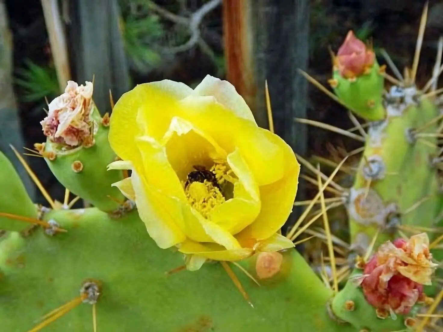 Opuntia dillenii pad close-up yellow flower