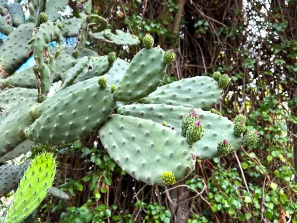 Opuntia dillenii low wide terracotta bowl