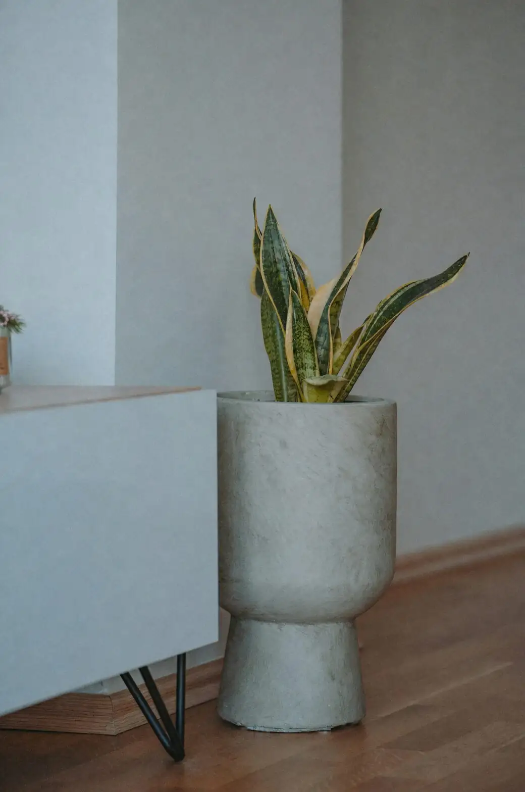 Opuntia dillenii concrete planter on plinth