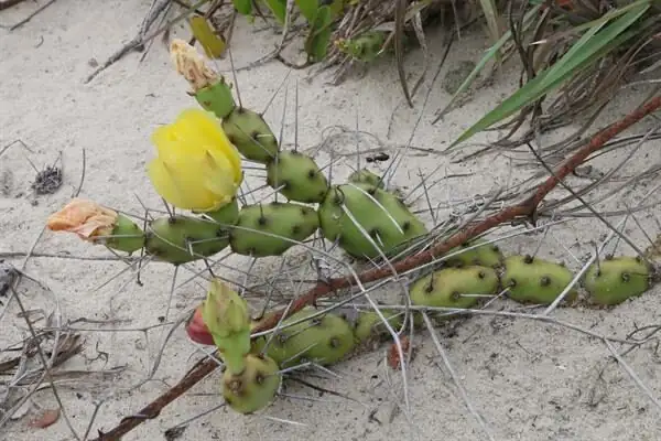 Coastal‑Proof Xeriscapes: Designing with Opuntia dillenii for Heat, Wind, and Salt