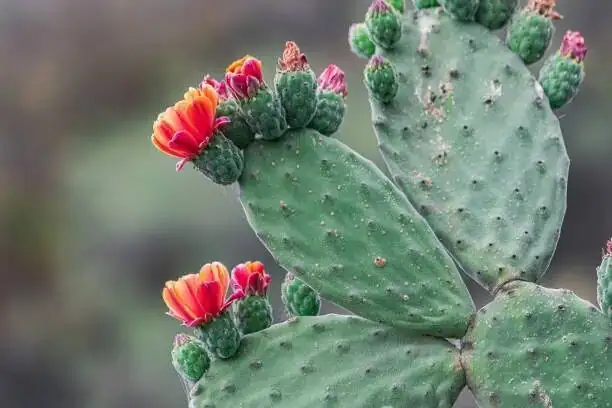opuntia dillenii yellow flower close up