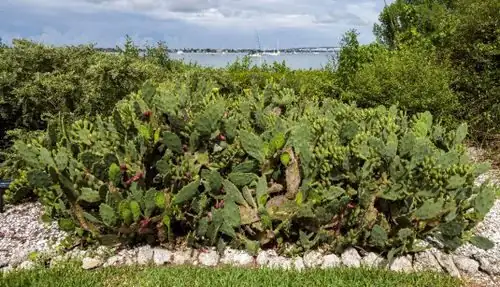 opuntia dillenii gravel mound planting