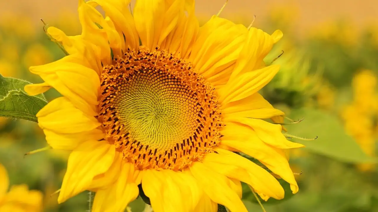 opuntia dillenii with dune sunflower
