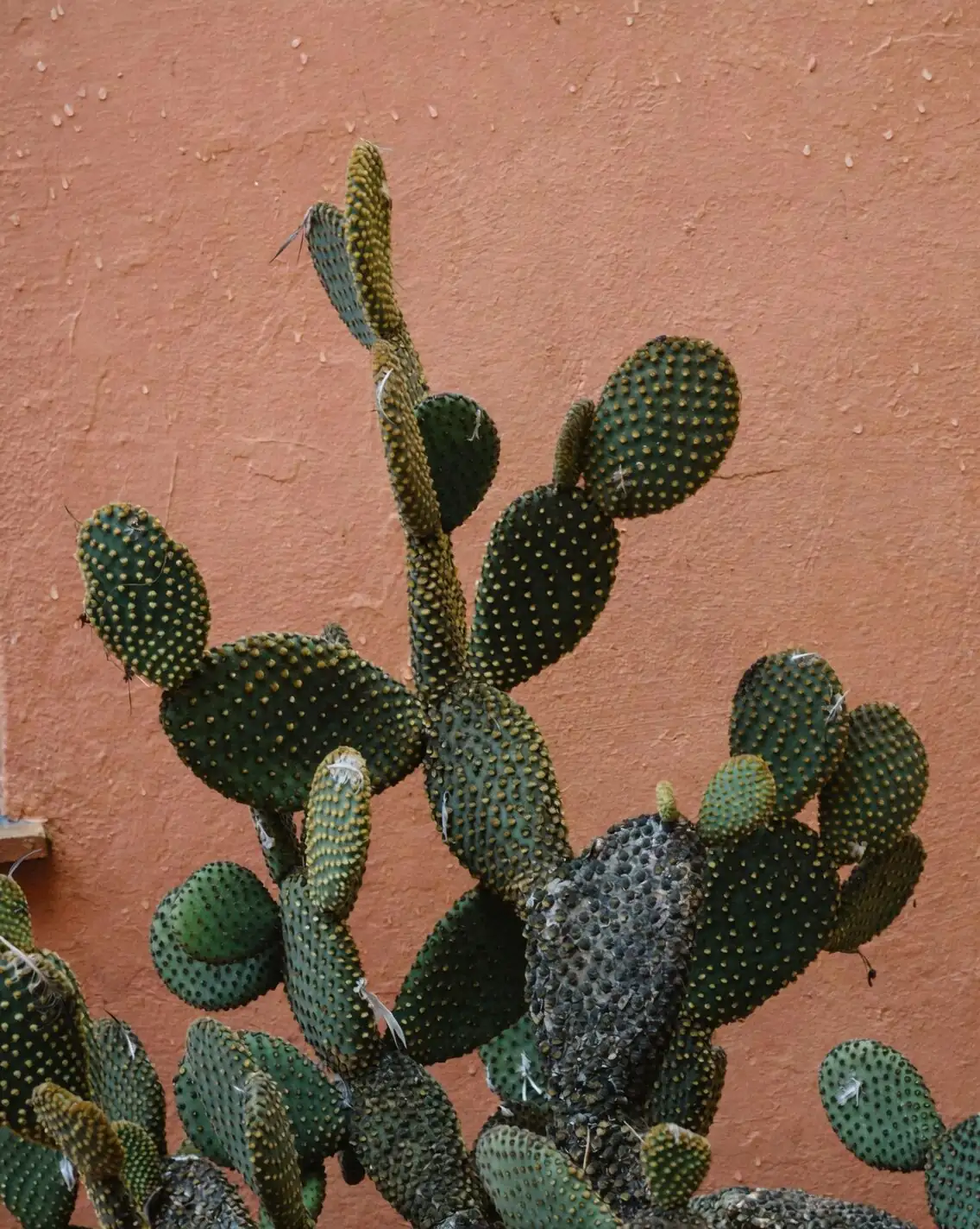 No More Surprise Splinters: Pro‑Level Handling and Repotting for Opuntia dillenii