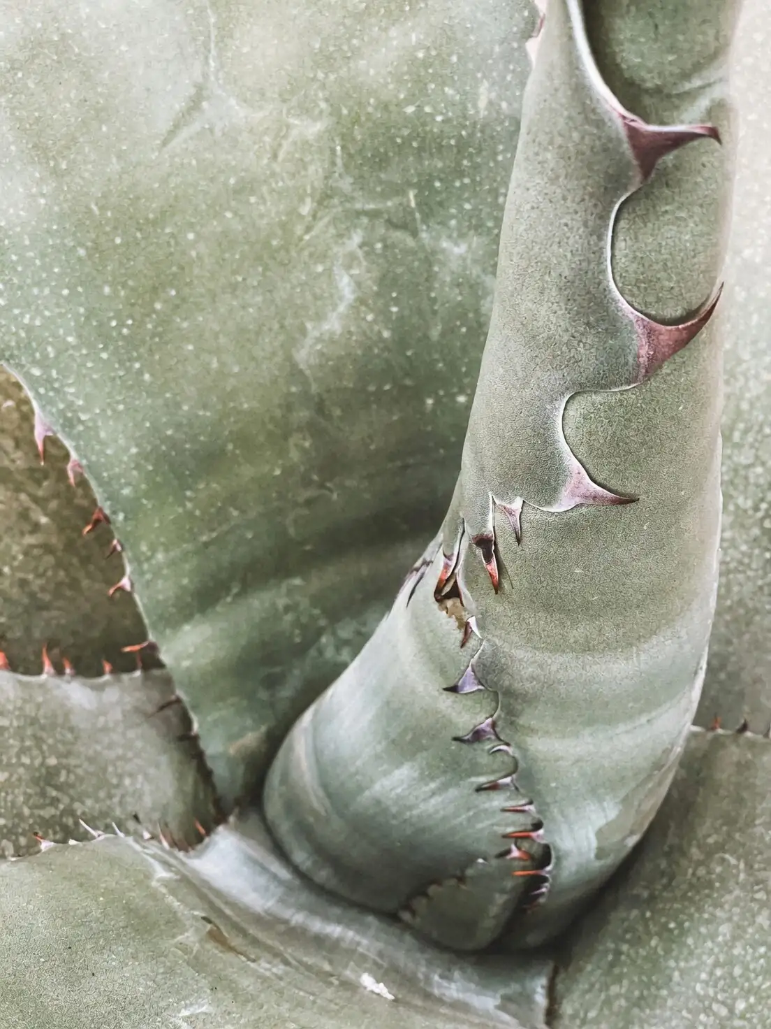 opuntia dillenii glochids macro closeup