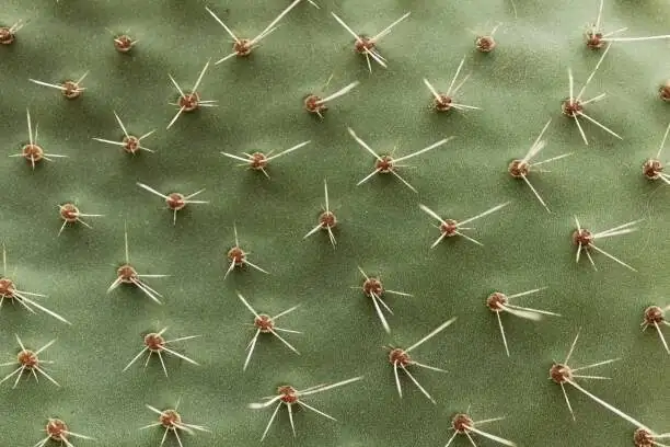 opuntia dillenii foam block handling