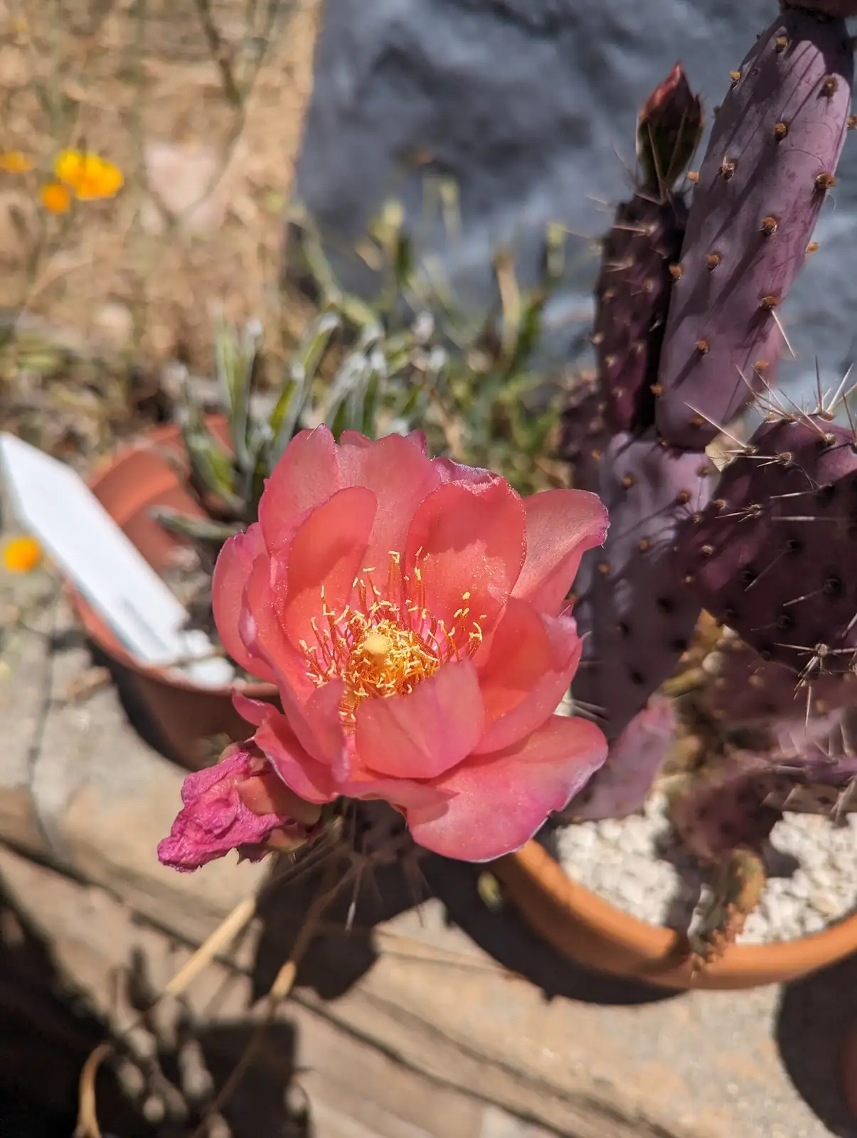 opuntia dillenii repotting dry cactus mix
