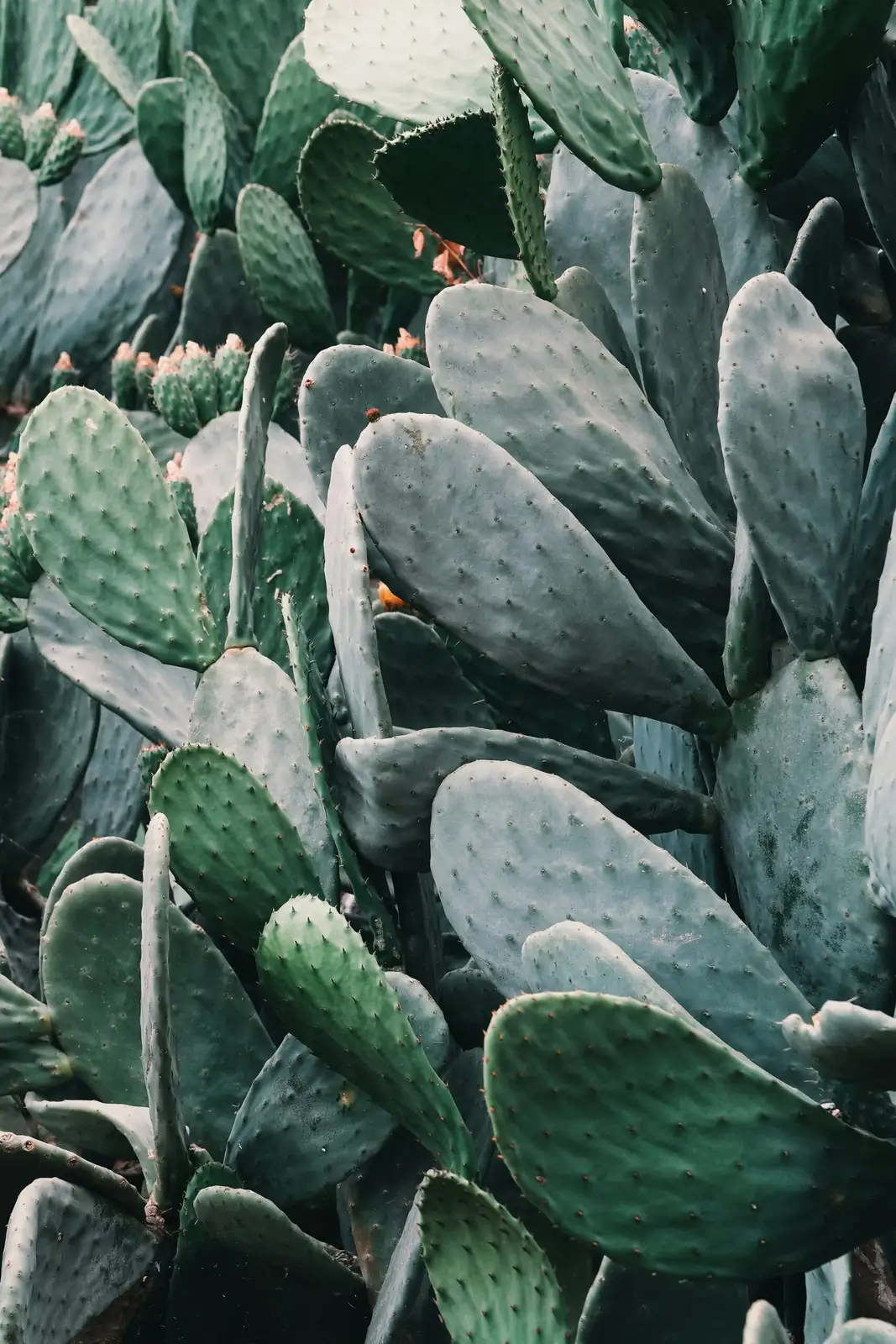The Red That Shaped Empires: Cochineal, Opuntia, and a Colorful History