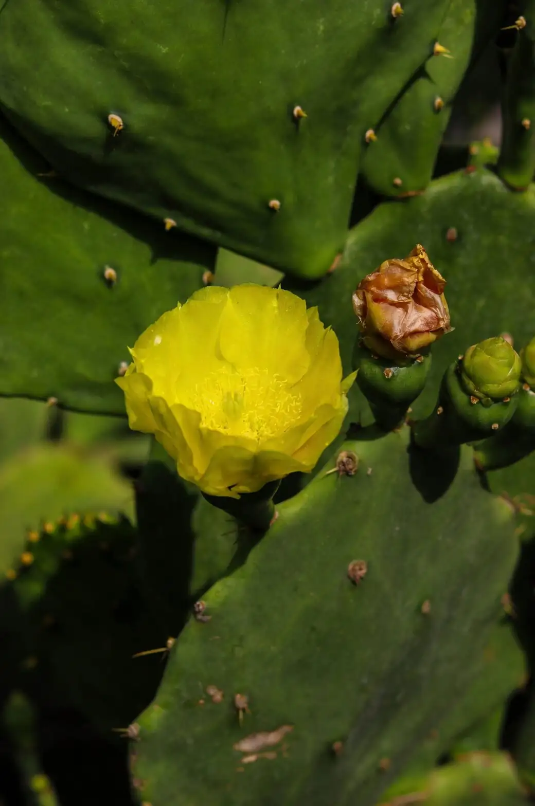 Opuntia dillenii flowering cactus pad