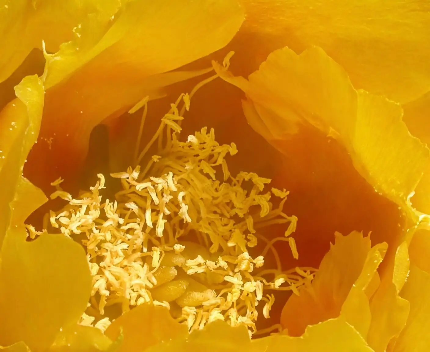Opuntia dillenii cochineal red smear