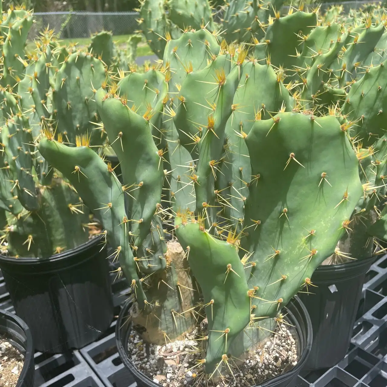 Opuntia dillenii windowsill potted cactus