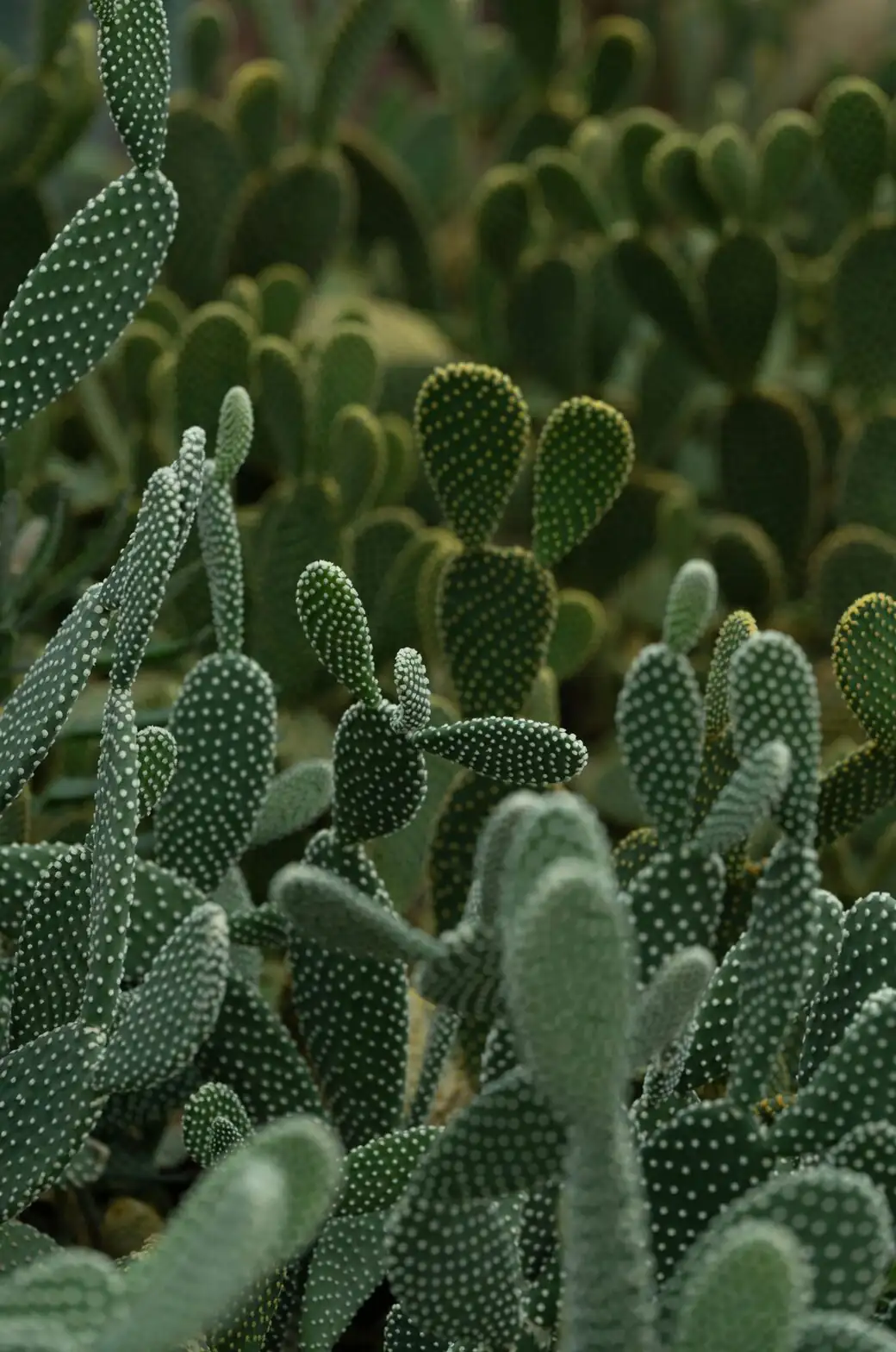 Desert Allies: Best Companion Plants and Wildlife Benefits of Opuntia dillenii