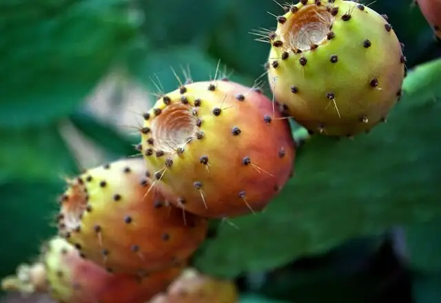opuntia dillenii with ornamental grasses