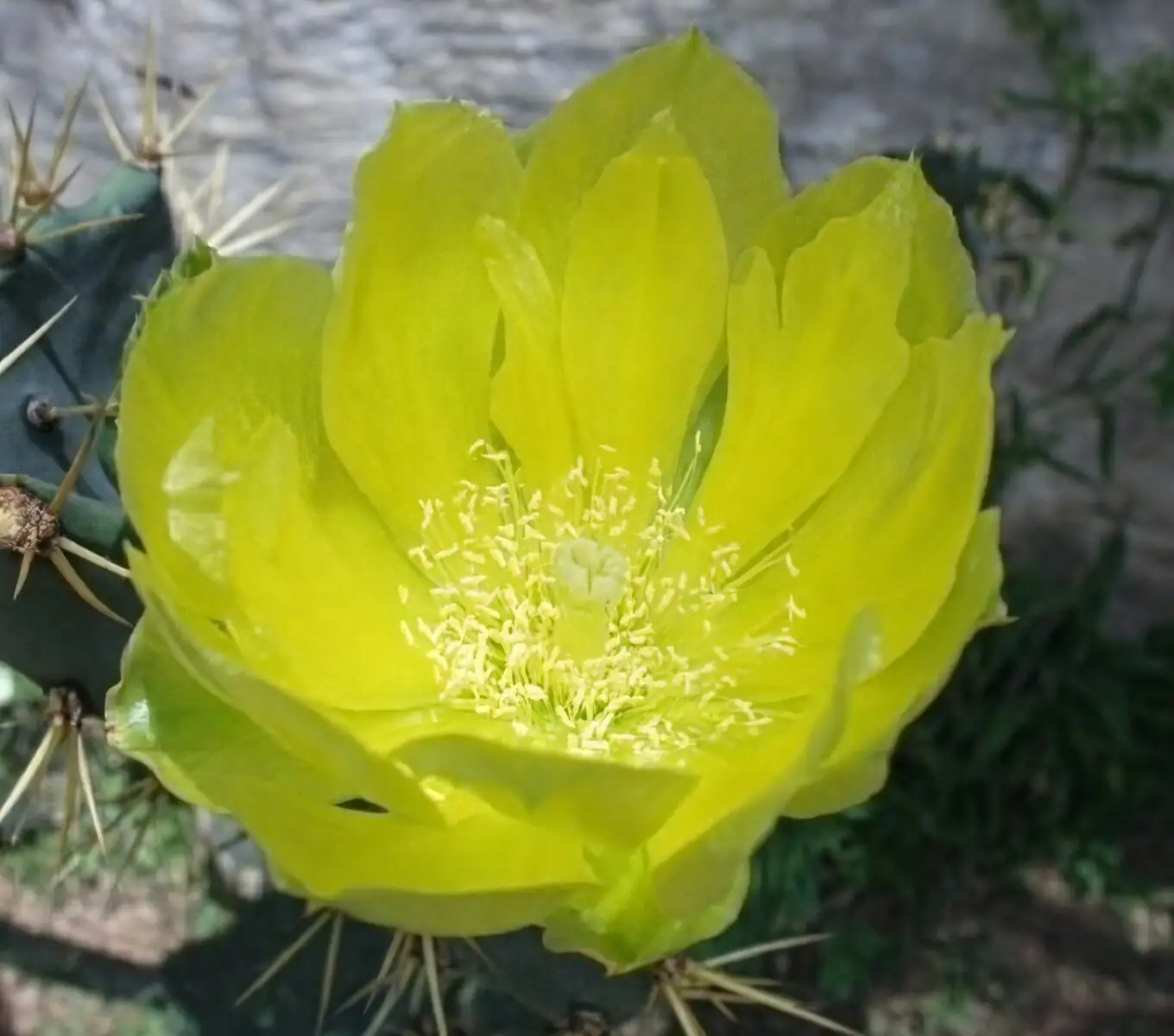 opuntia dillenii salvias hummingbird garden