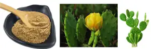 opuntia dillenii cat safety cabinet
