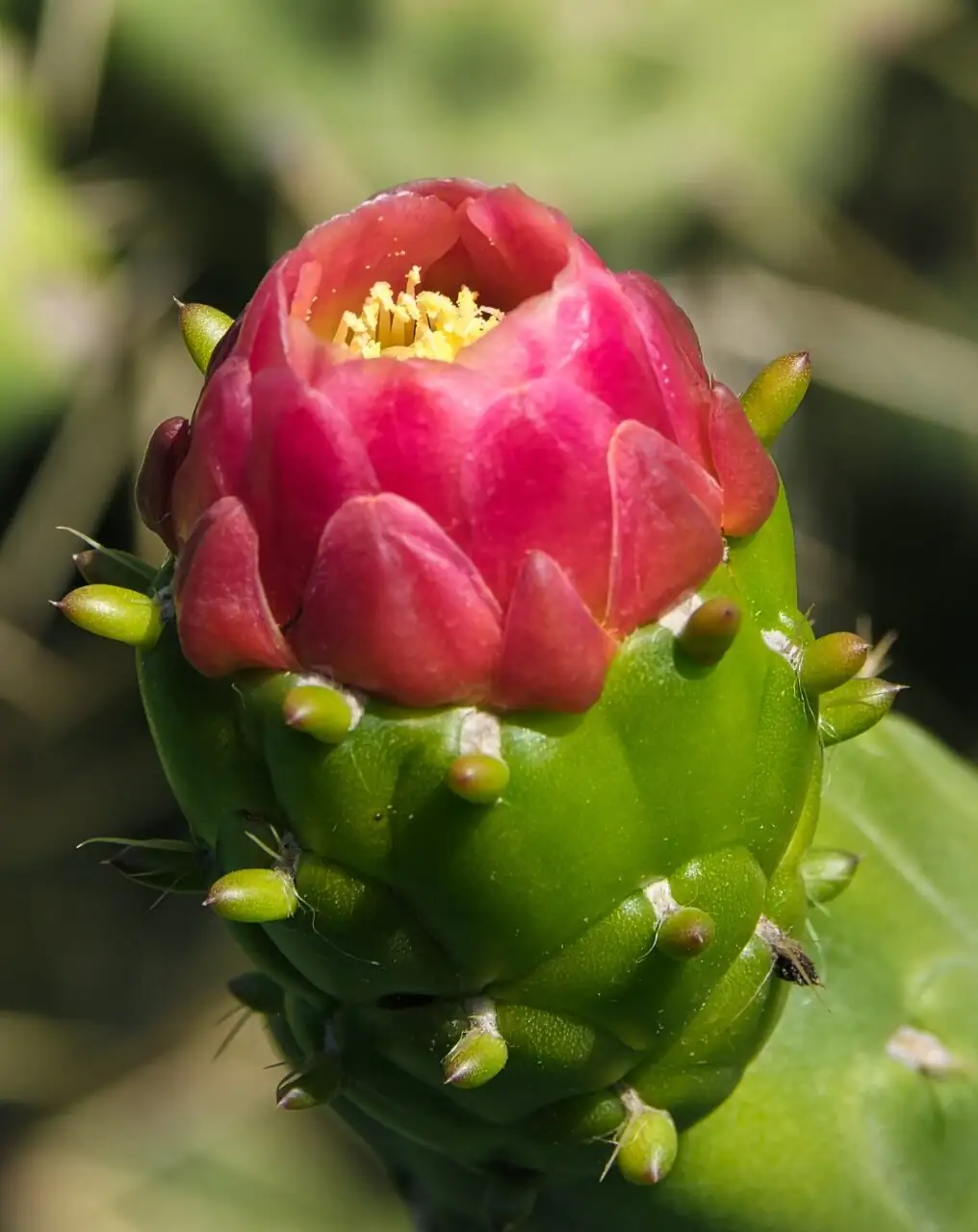 prickly pear cactus pad close-up
