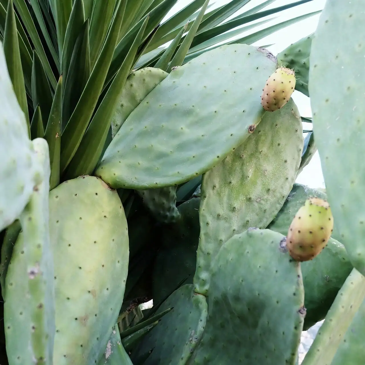 prickly pear cactus stretched pads