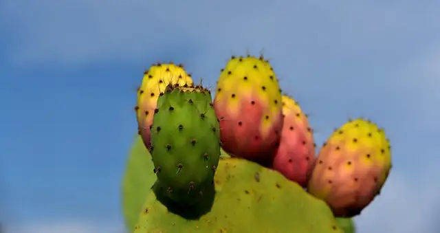prickly pear cactus sunburn brown patch