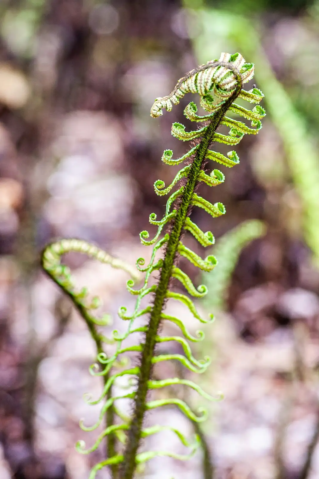 From Fiddlehead to Flourish: The No-Guesswork Fern Care Playbook