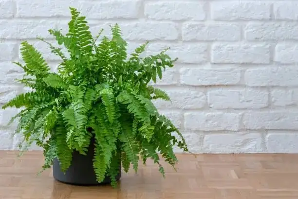 fern humidifier pebble tray setup