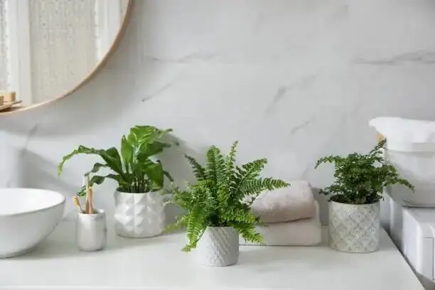 fern in bathroom window shelf