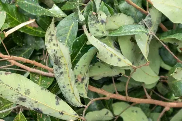 fern leaf spot disease close-up