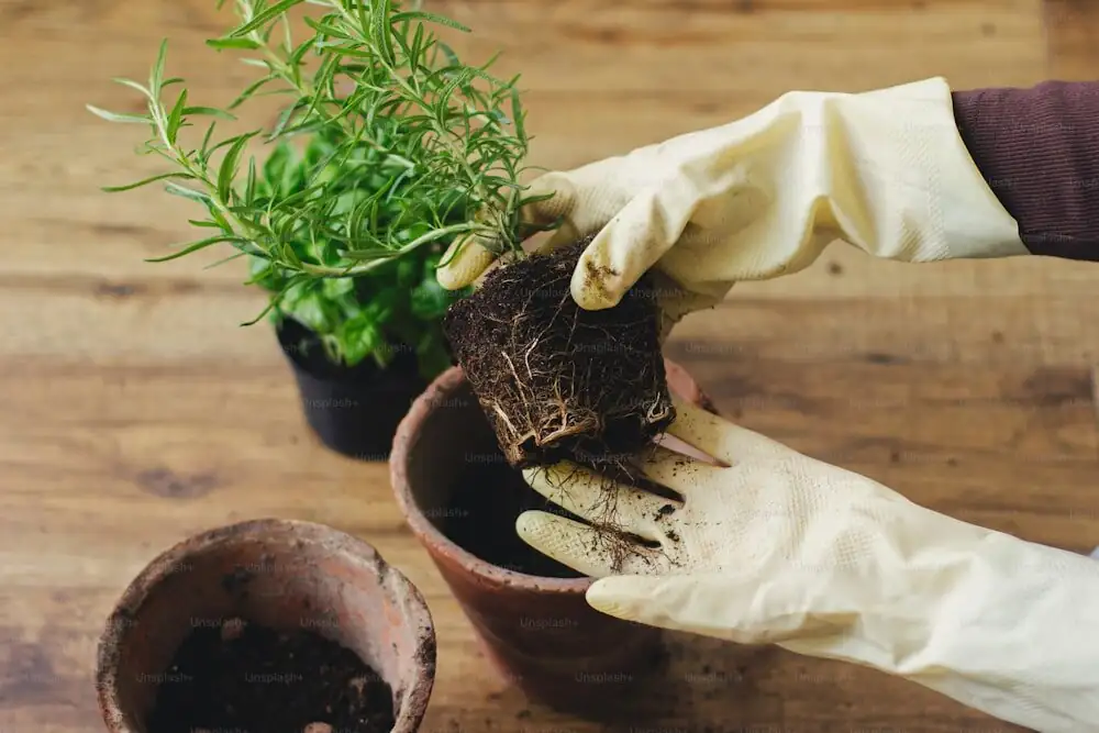 repotting fern root rot brown roots