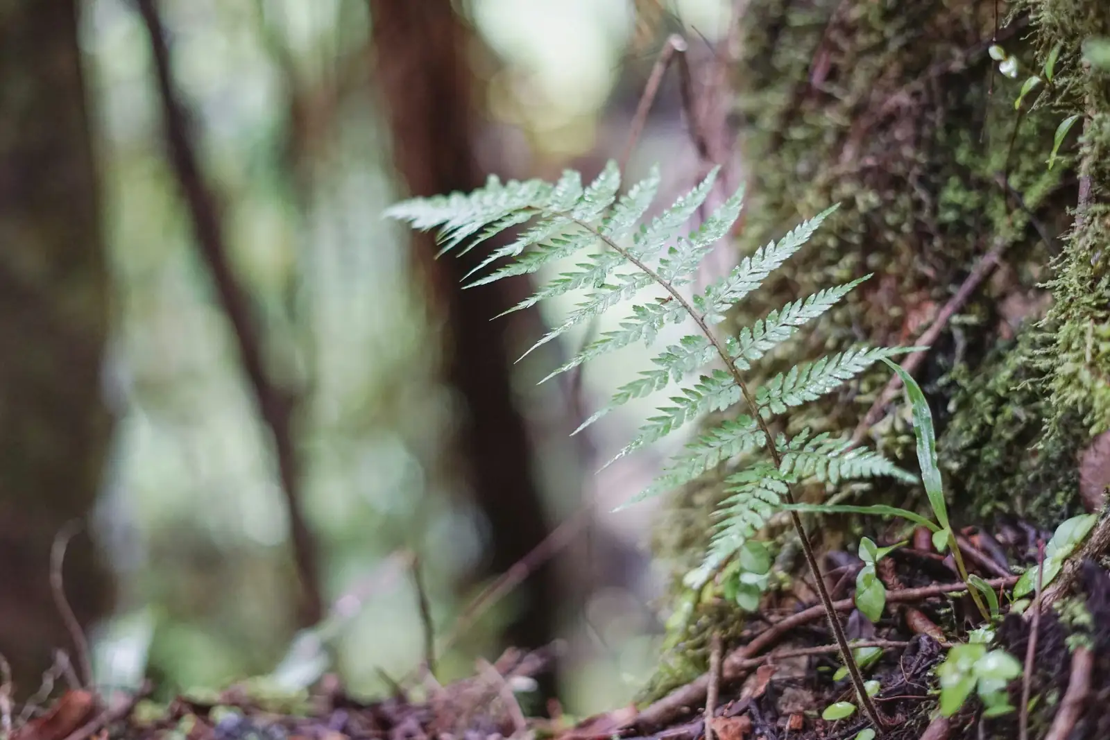 tree fern carboniferous swamp