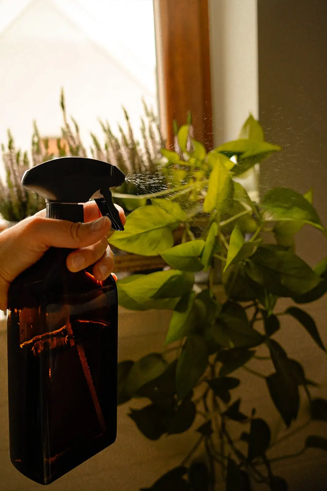 misting fern spray bottle