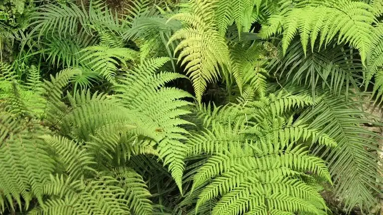 fern bathroom shelf humidity