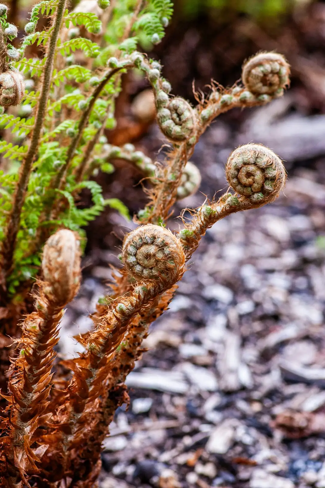 Spores, Sori, and Secret Geometry: 11 Fern Oddities Hiding Under the Fronds
