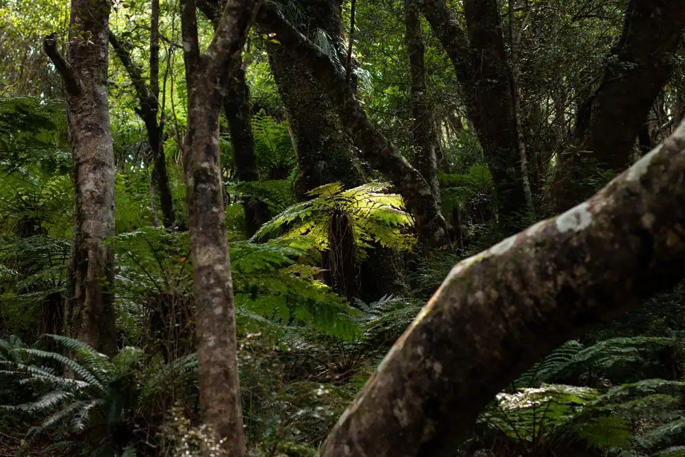 tree fern canopy rainforest light