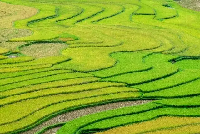 azolla rice paddy floating mat