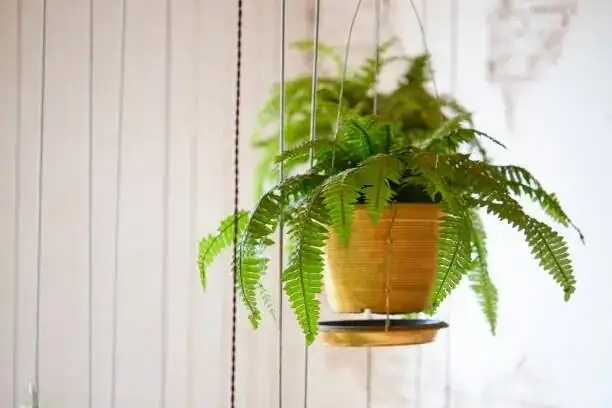boston fern bathroom hanging basket